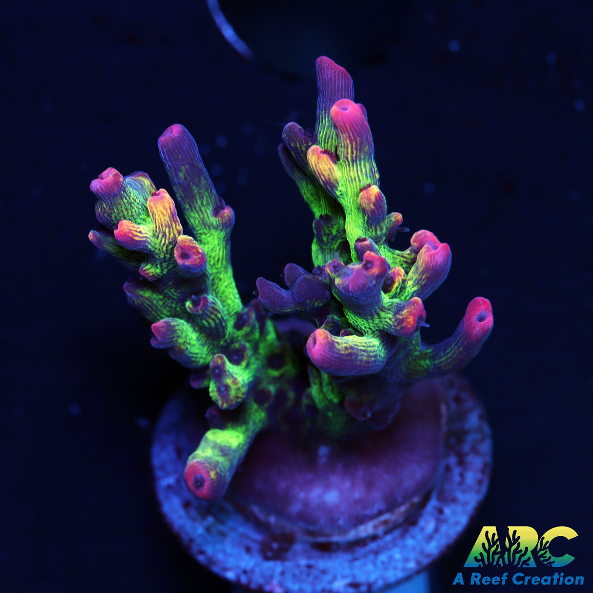 ARC Strawberry Shortcake Acro