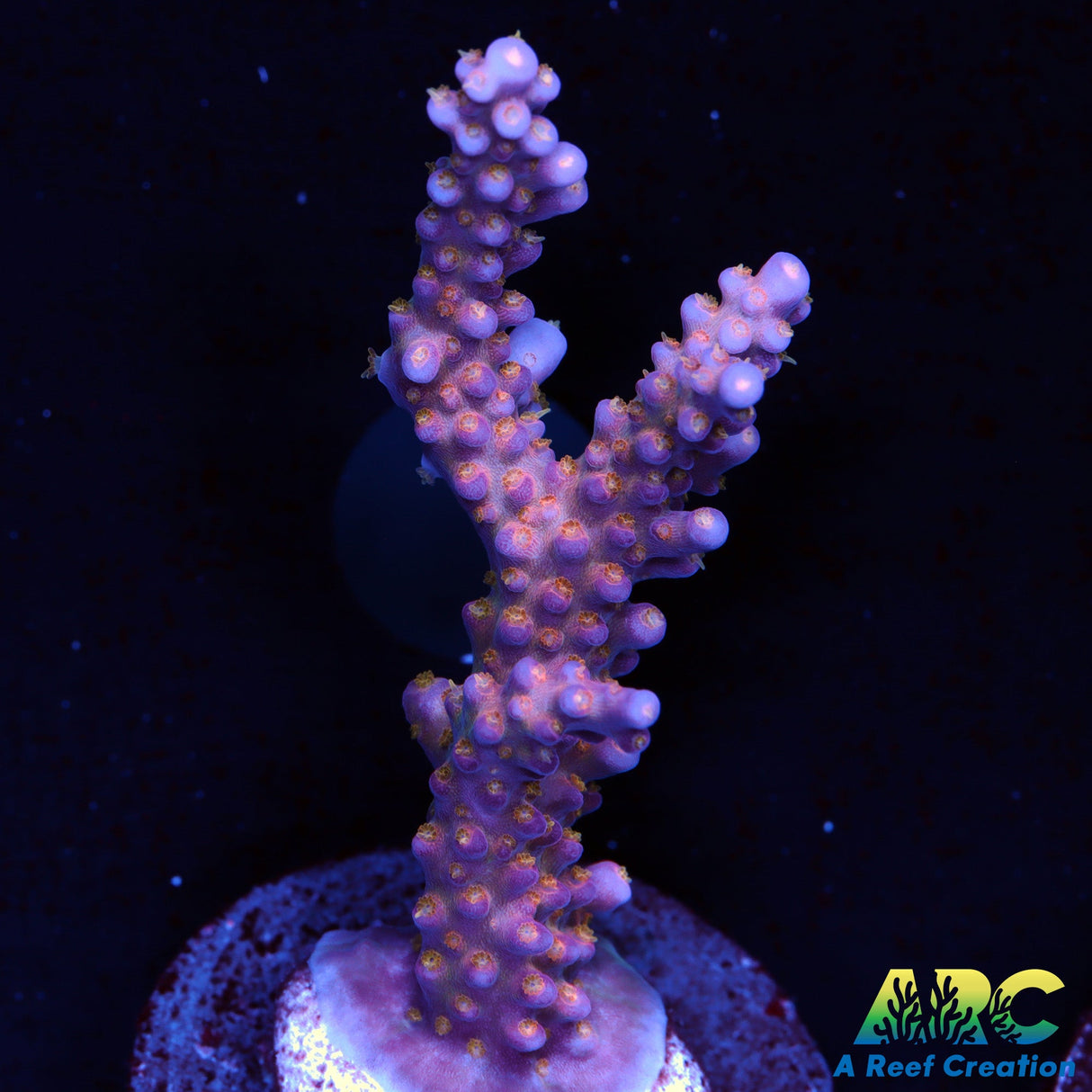 Tyree Merlin's Staff Acro