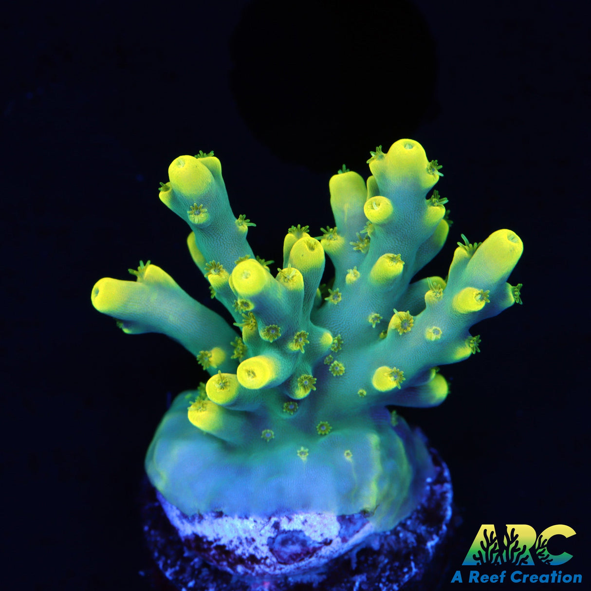 Pratt Reef Table Acro