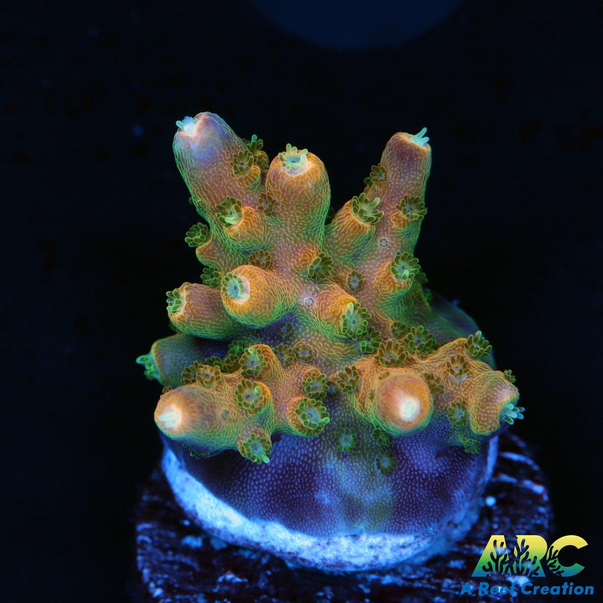 Vivid's Space Queen Acro