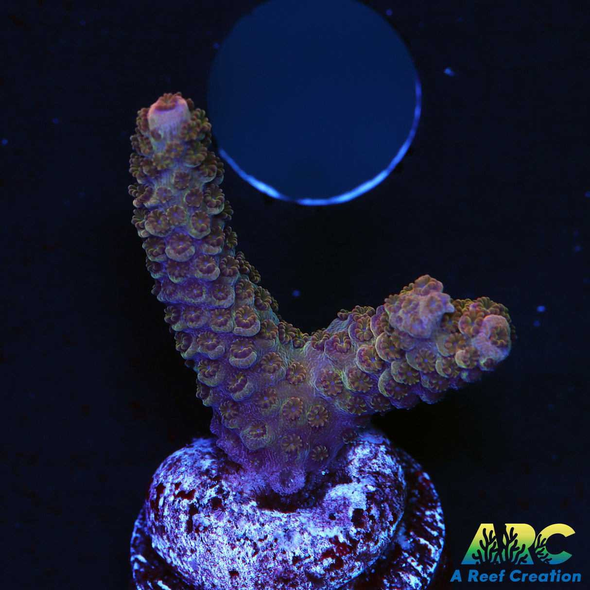Rainbow polyp Milli