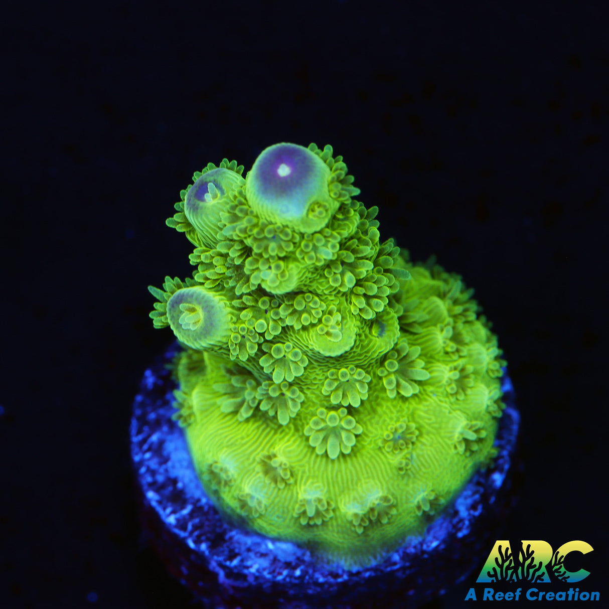 AV99 Orange Crush Acro