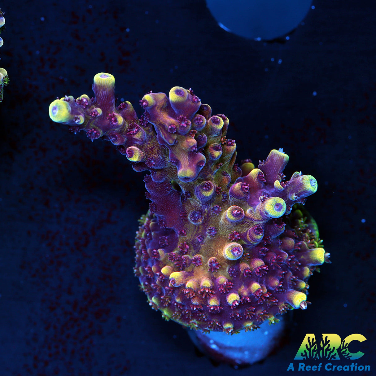 RRC Pink Cadillac Acro