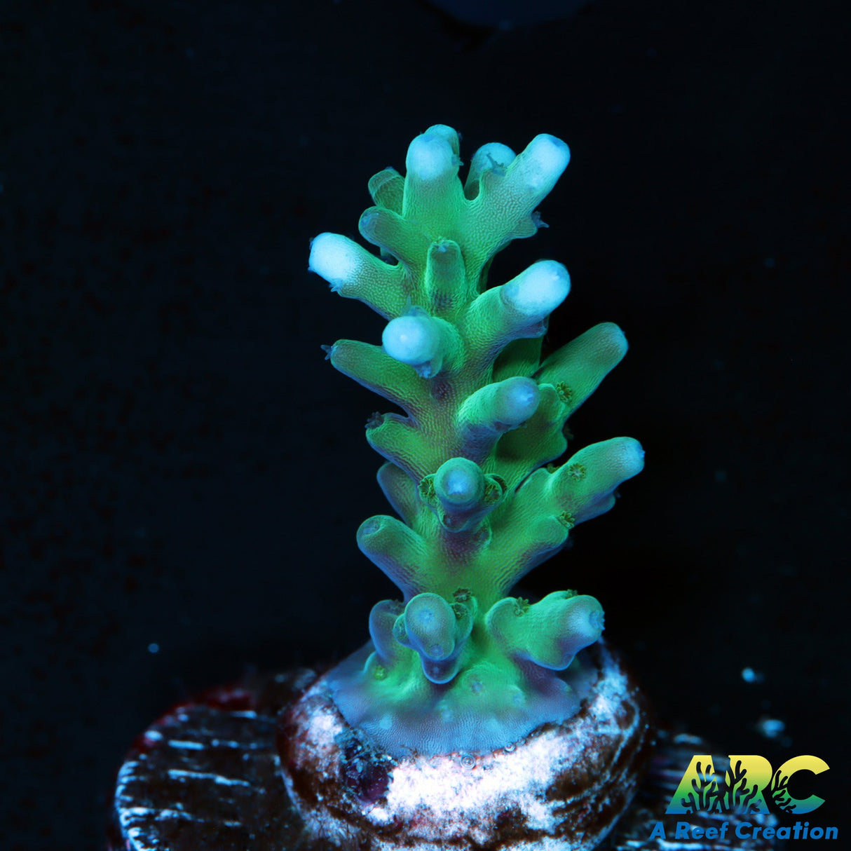 Sanjay's Blue Spruce