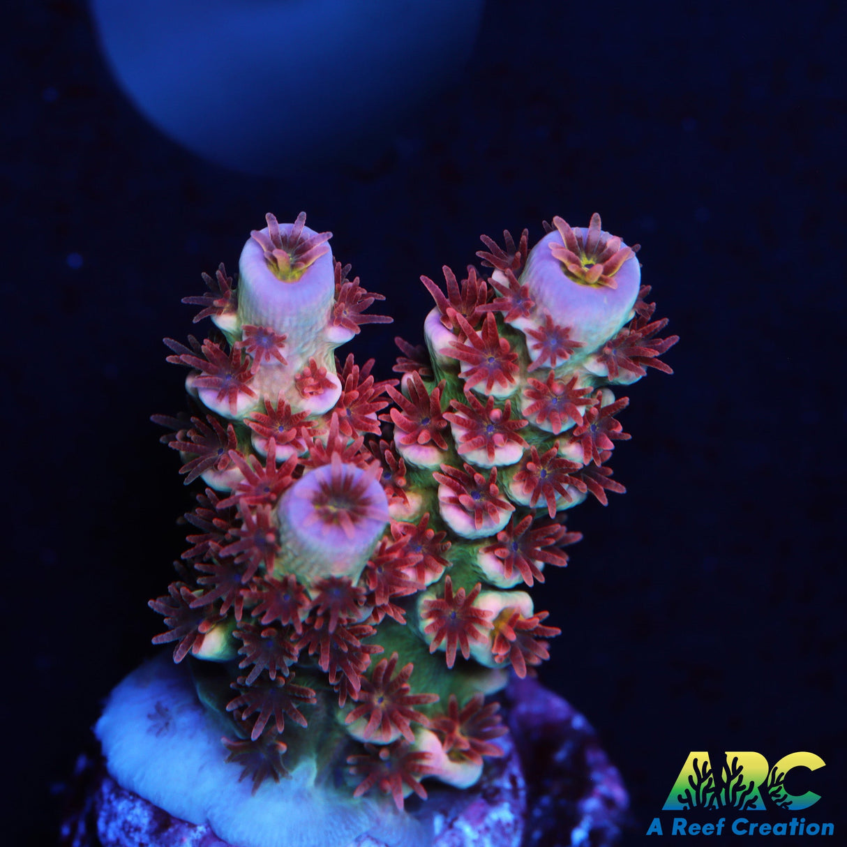 TGC Cherry Bomb Acro