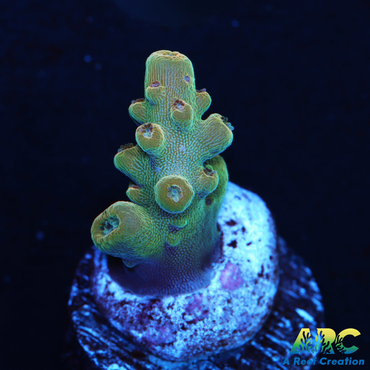 ARC Anthony's Pink Granulosa