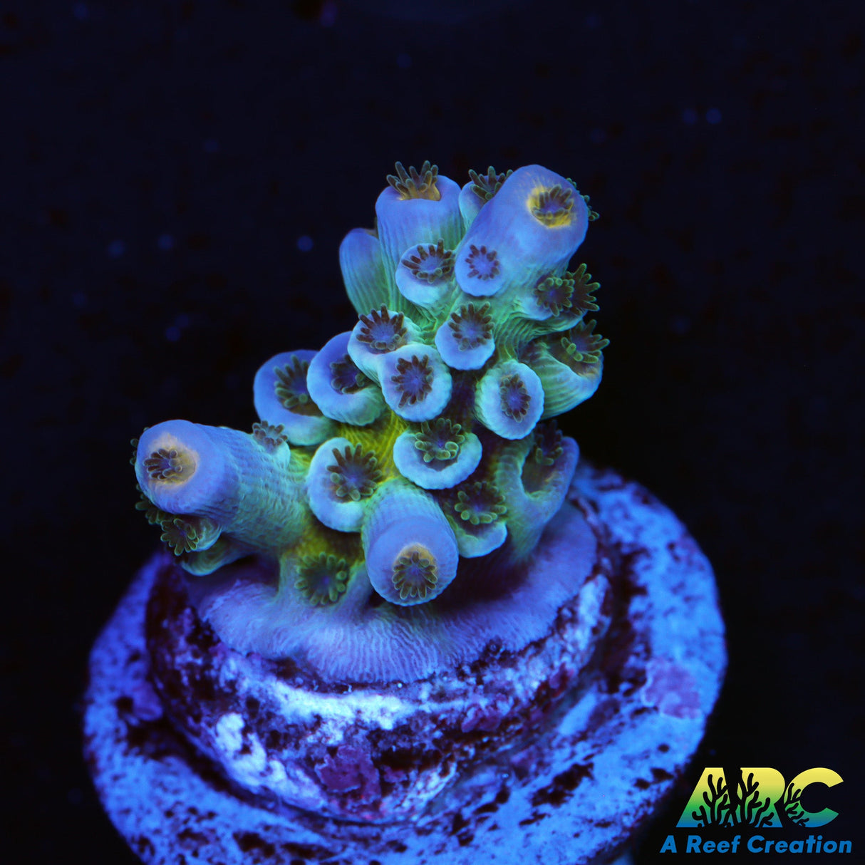 JF Jolt Acro