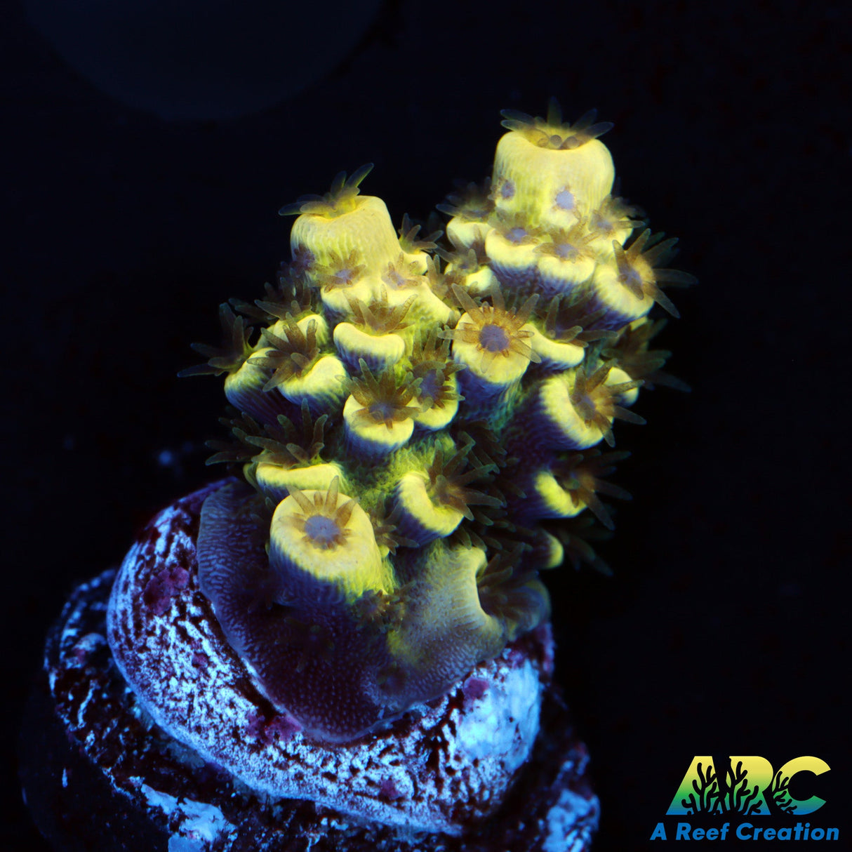 TCK Solar Beam Tenuis