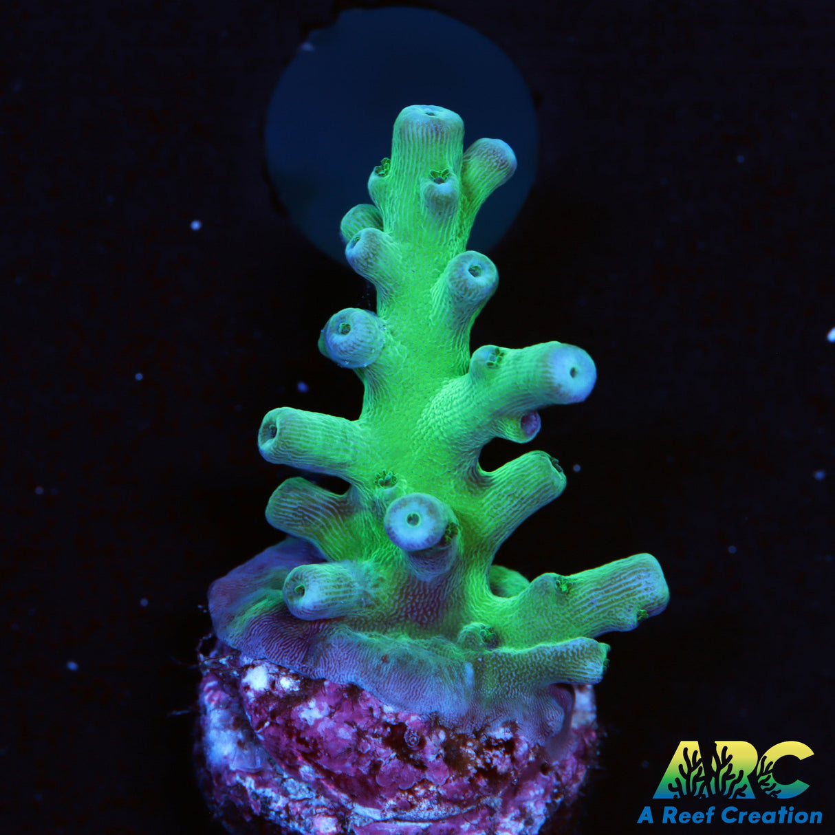 ARC Teal Navini Acro