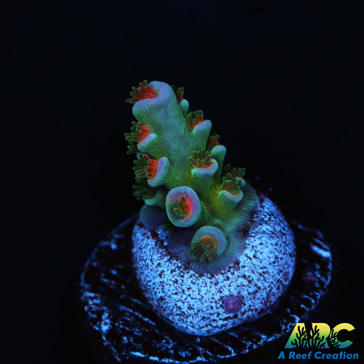 JF Blow Torch Acro