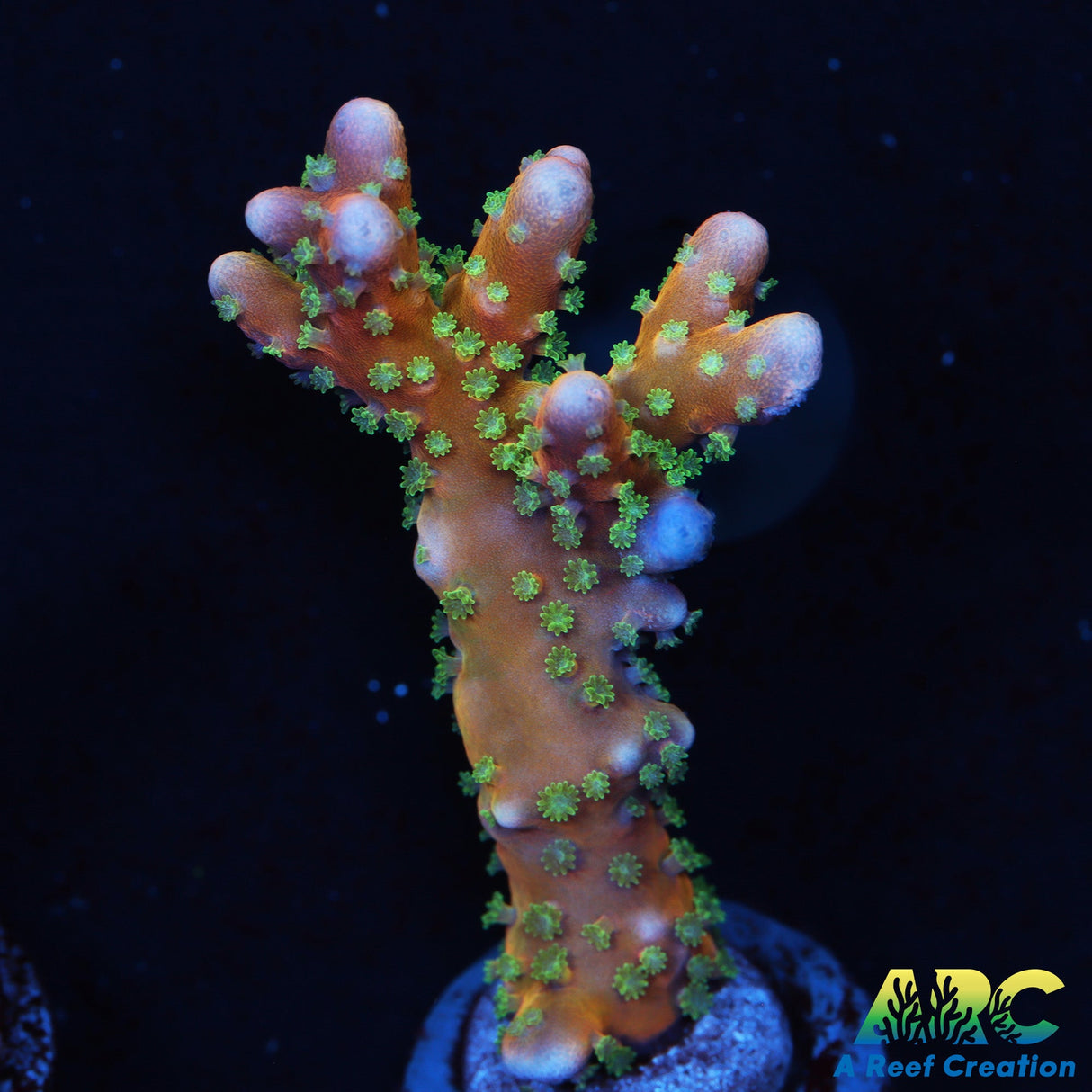 RRC Tropicana Anacropora