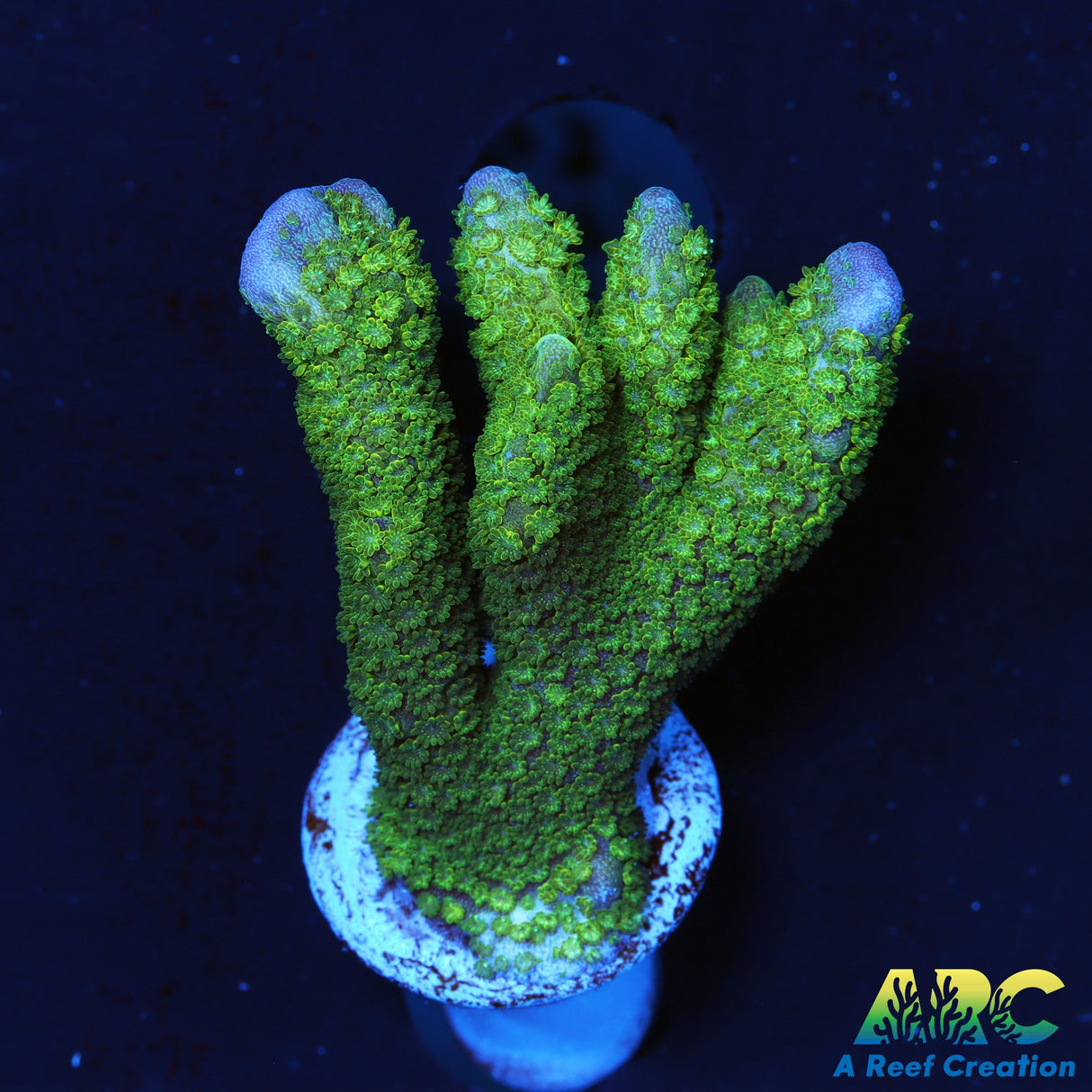 Contraband Monti Digi Green Side