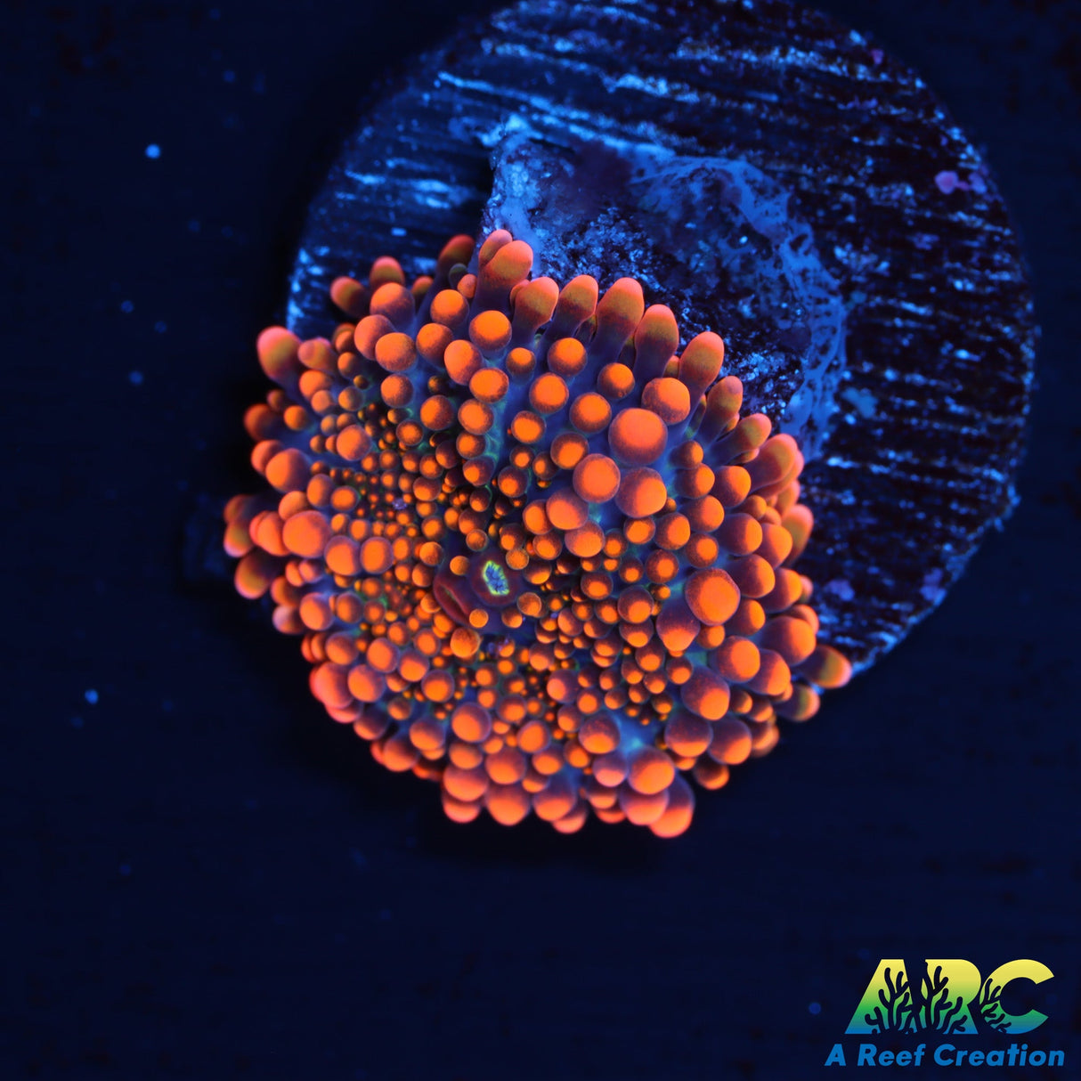 ARC Tangerine Dream Yuma