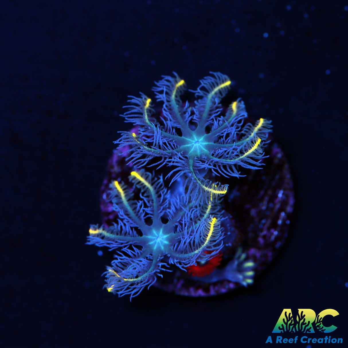 ARC Gold Stripe Cloves