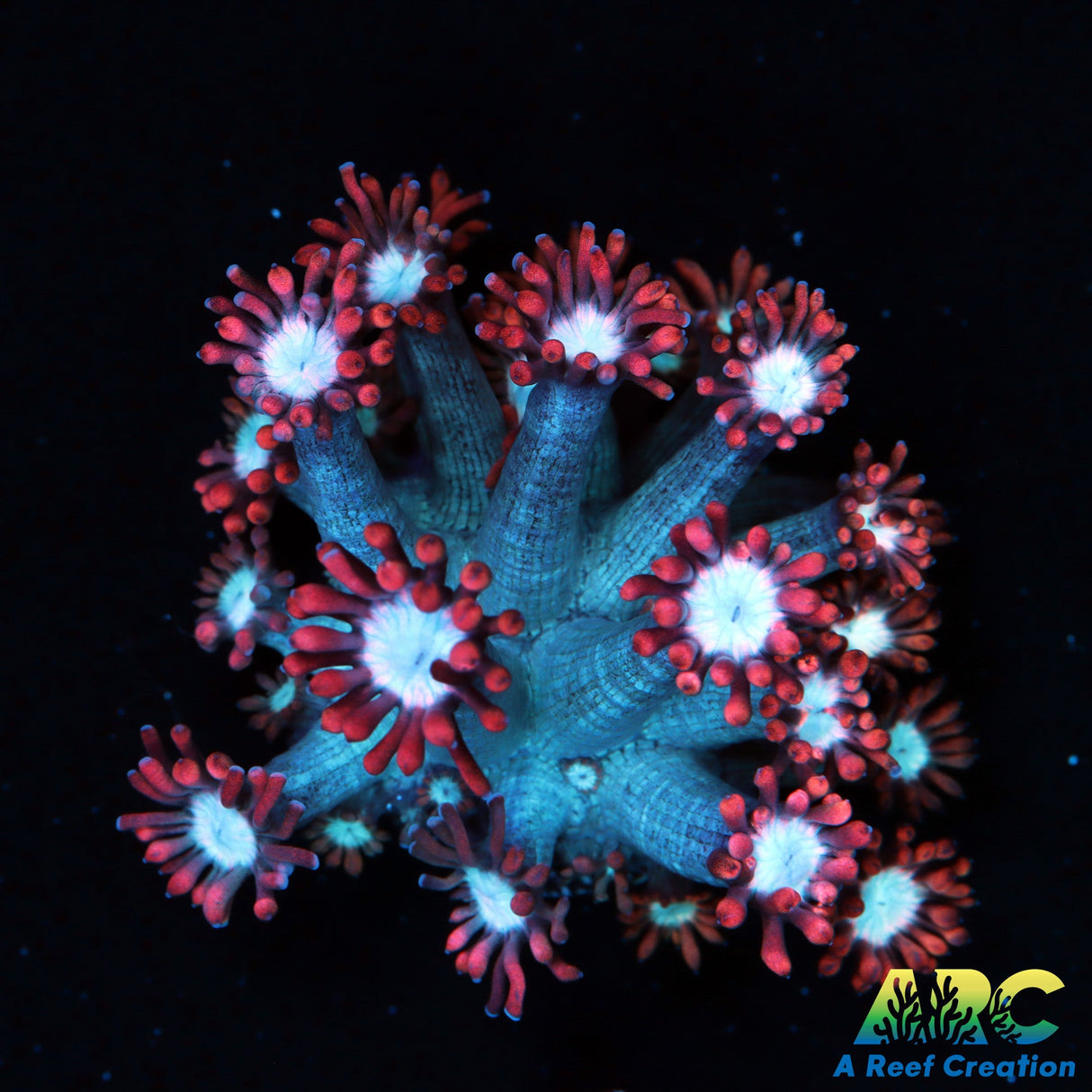 ARC Cotton Candy Goni