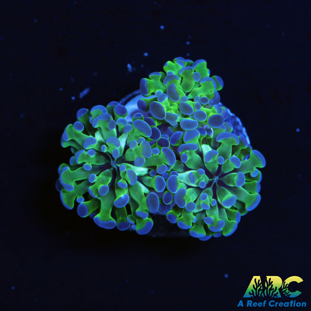 Carter's Mini Bouquet Frogs