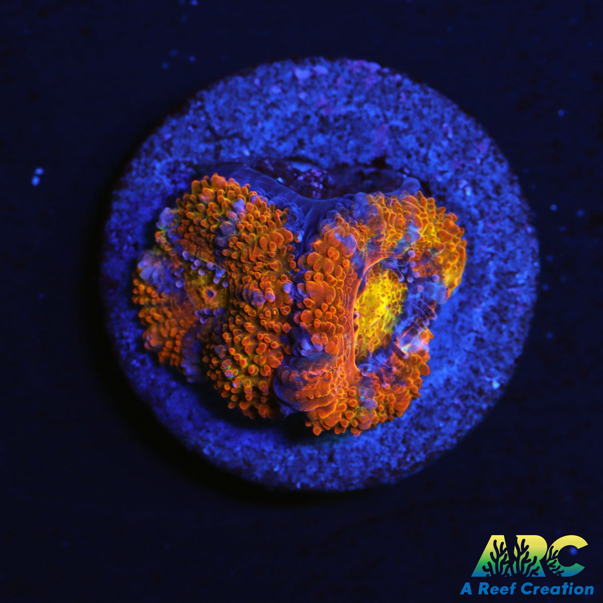 Rainbow Acan