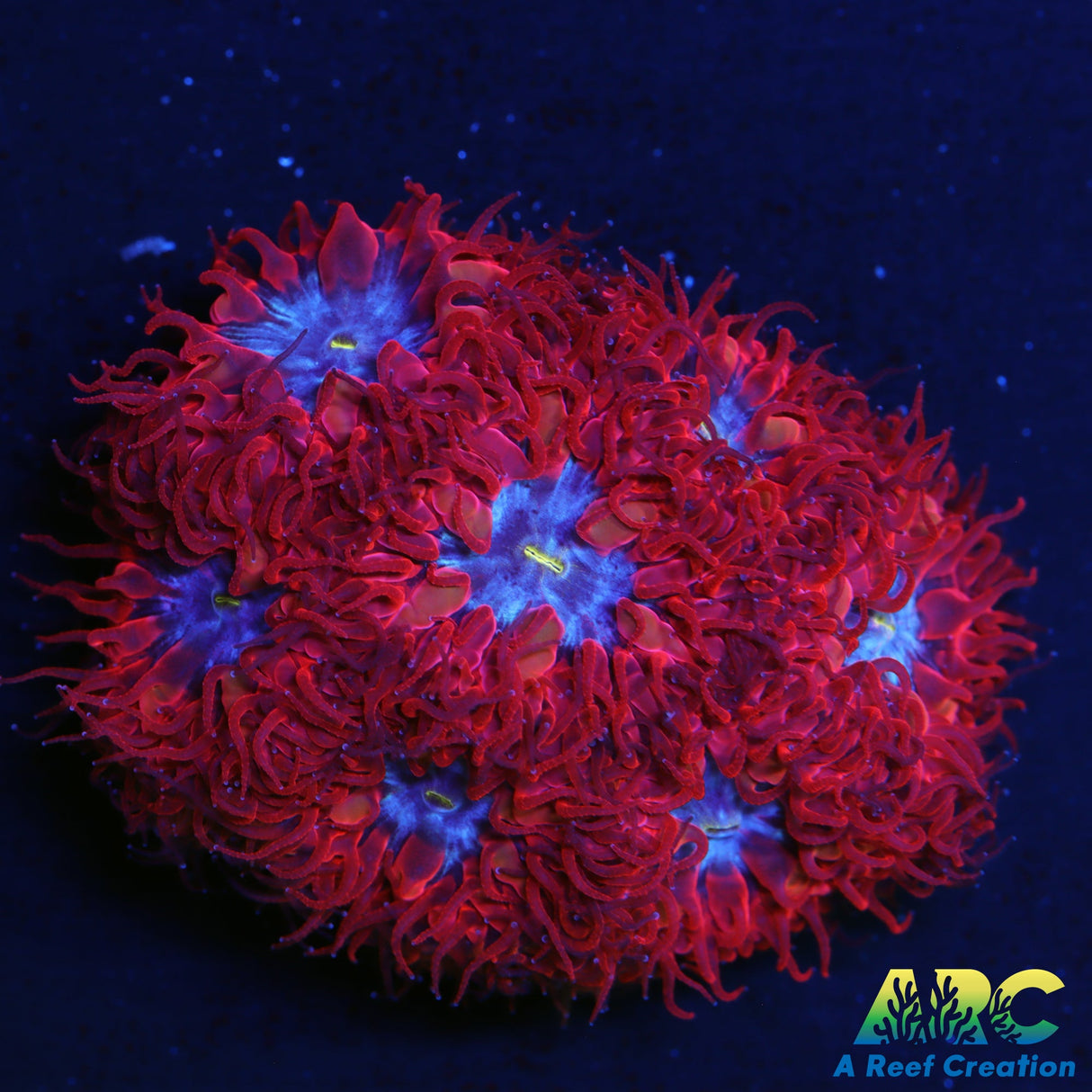 ECC Blue Raven Blasto