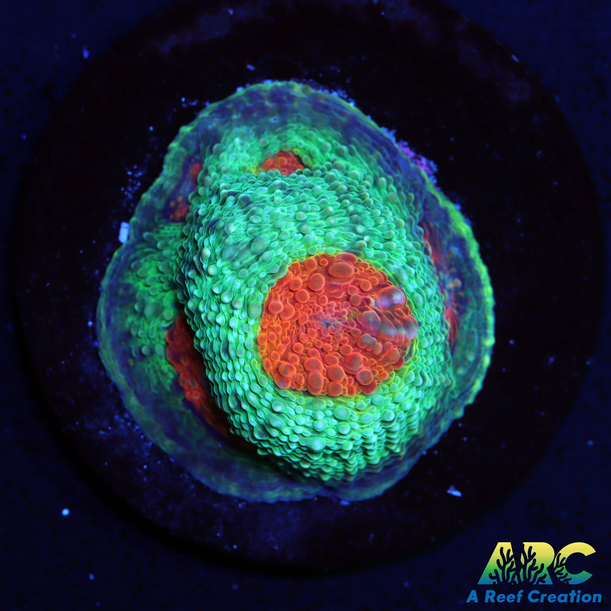 TCK Rainbow Echinata