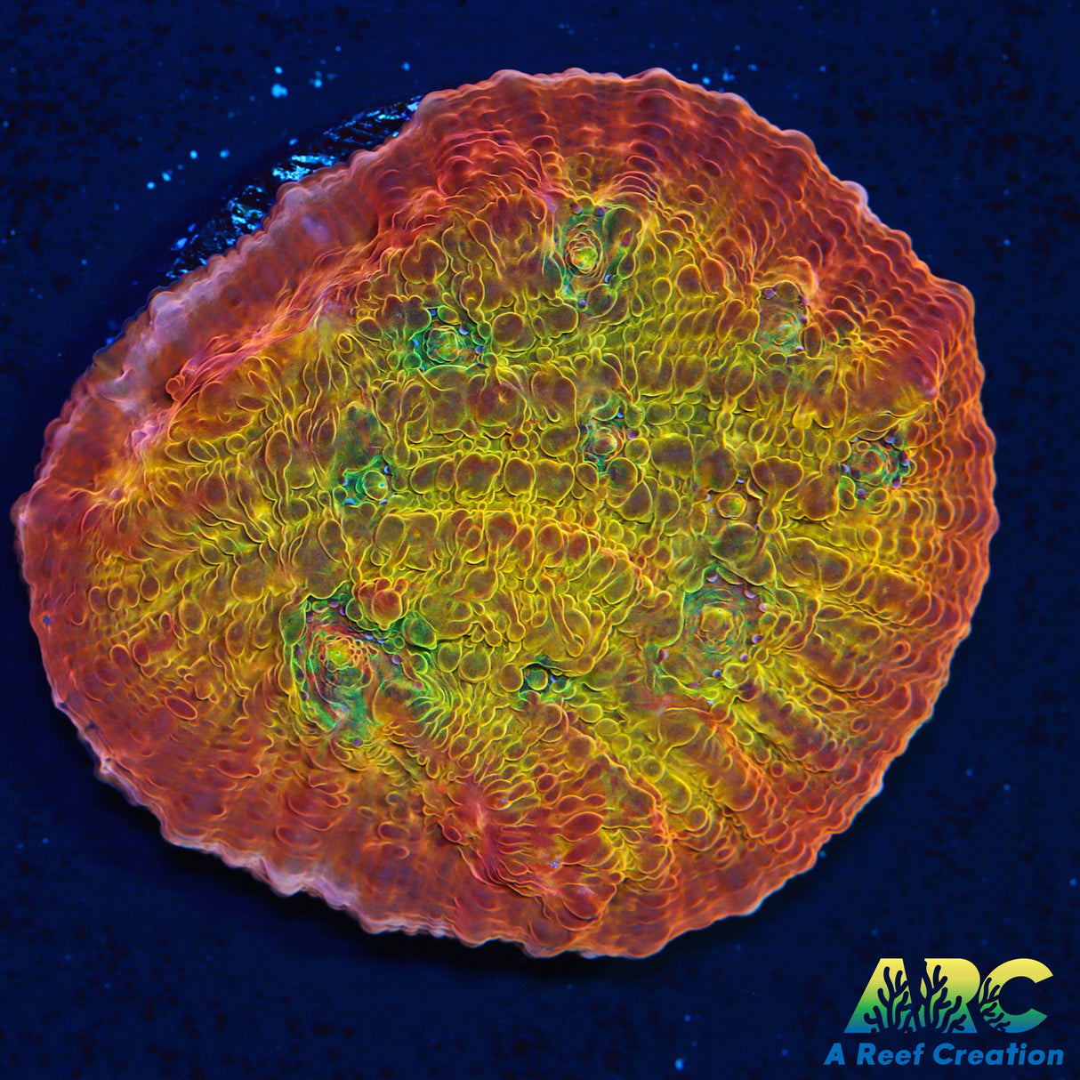 ARC Ludicrous Chalice