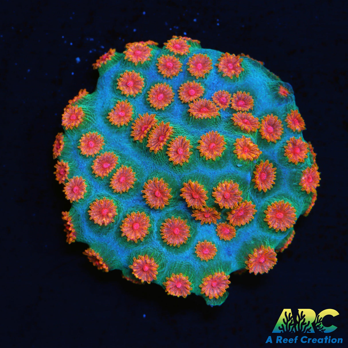 Meteor Shower Cyphastrea