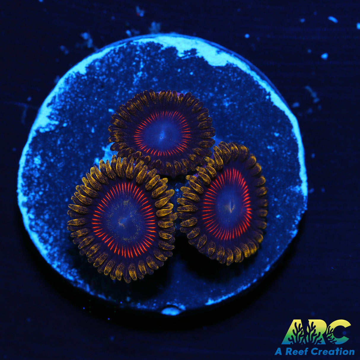 ARC Jawbreaker Hornets