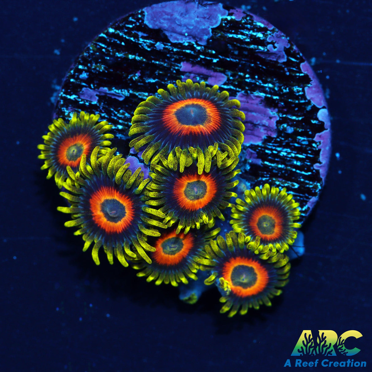 Sunflower Zoa