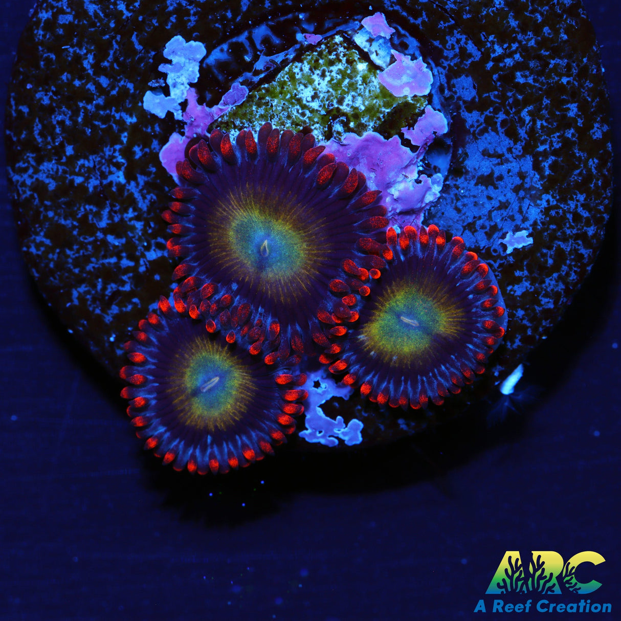 Circus Zoas