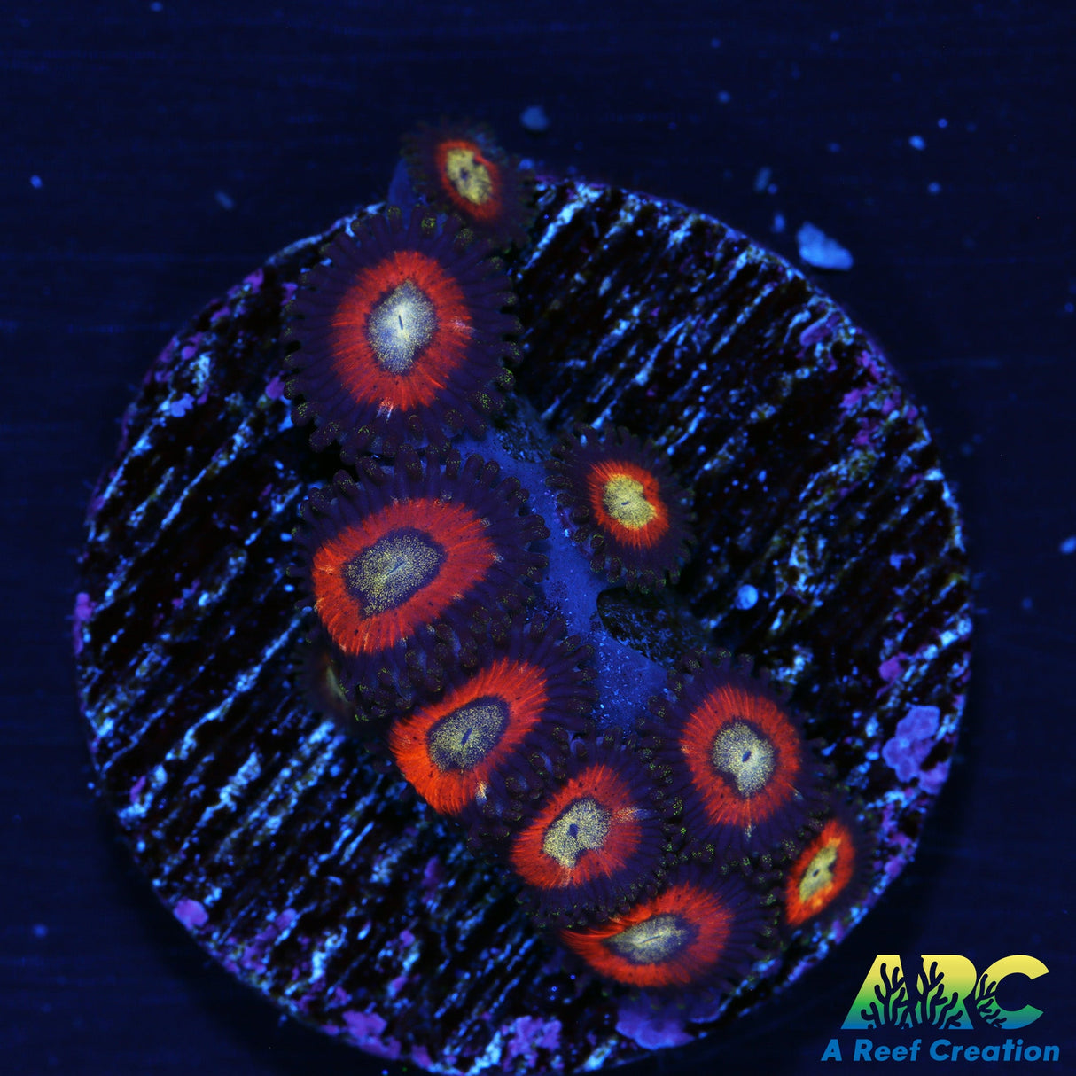 DragonBall Z Zoanthids