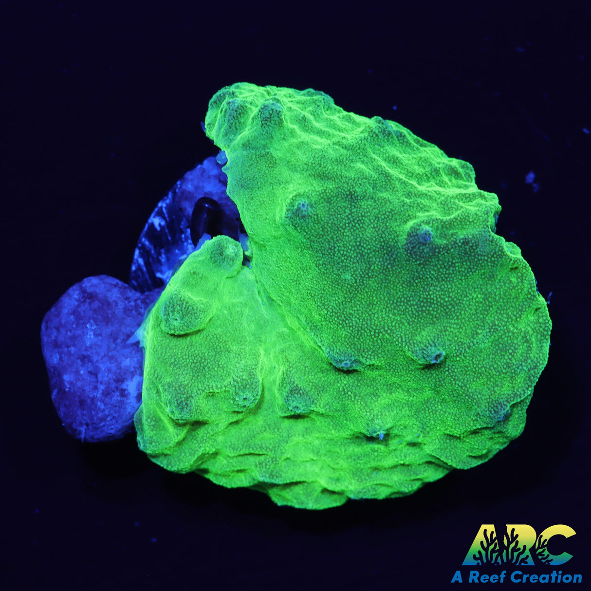 Neon Green Cabbage Coral