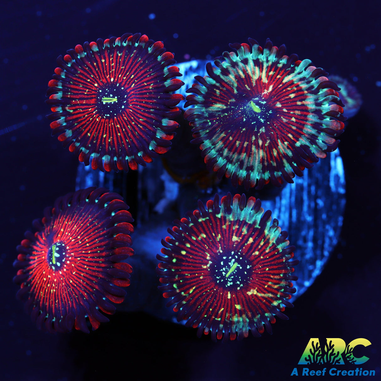 Seductions Zoas