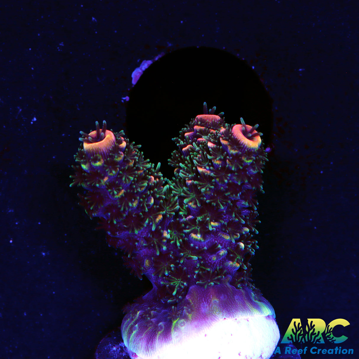 ARC Fuzzys Revenge
