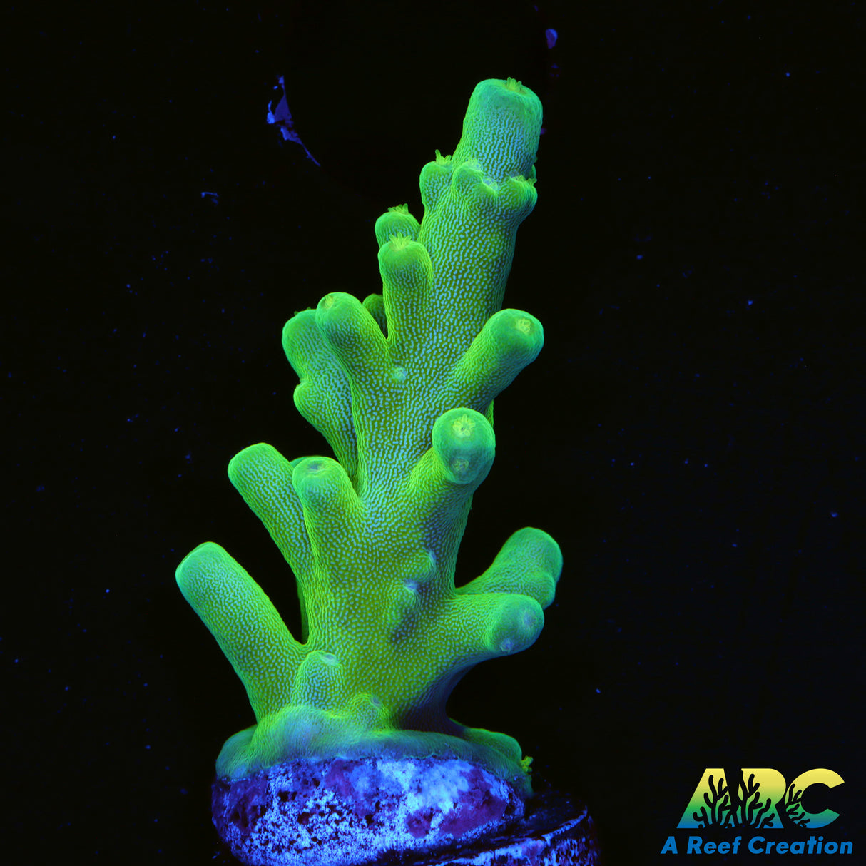 ARC Joe's Deepwater Acro