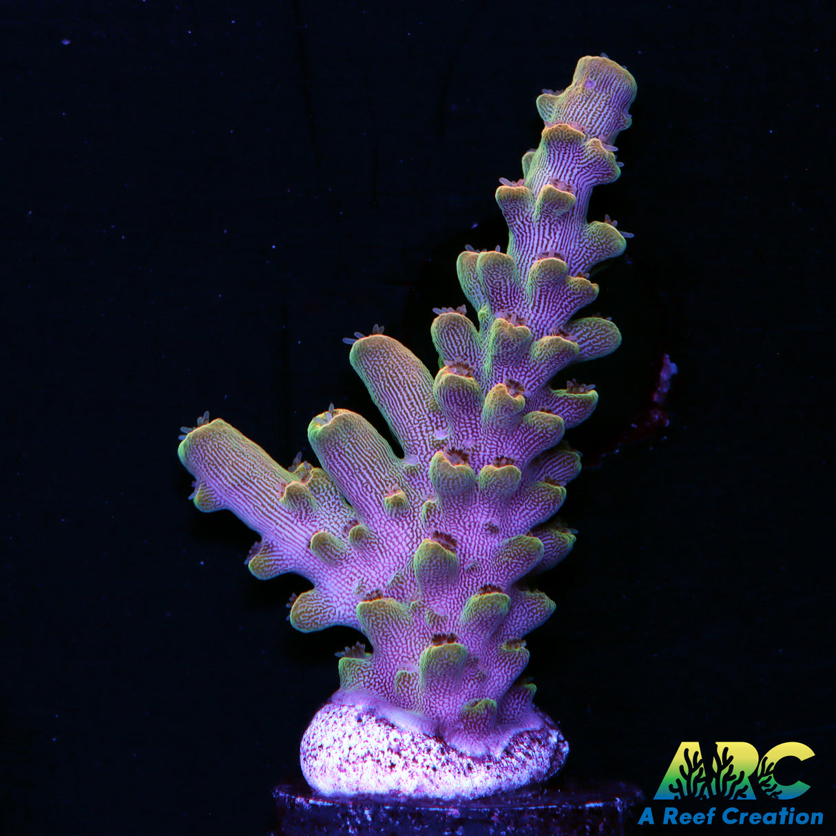 ARC Anthony's Pink Granulosa