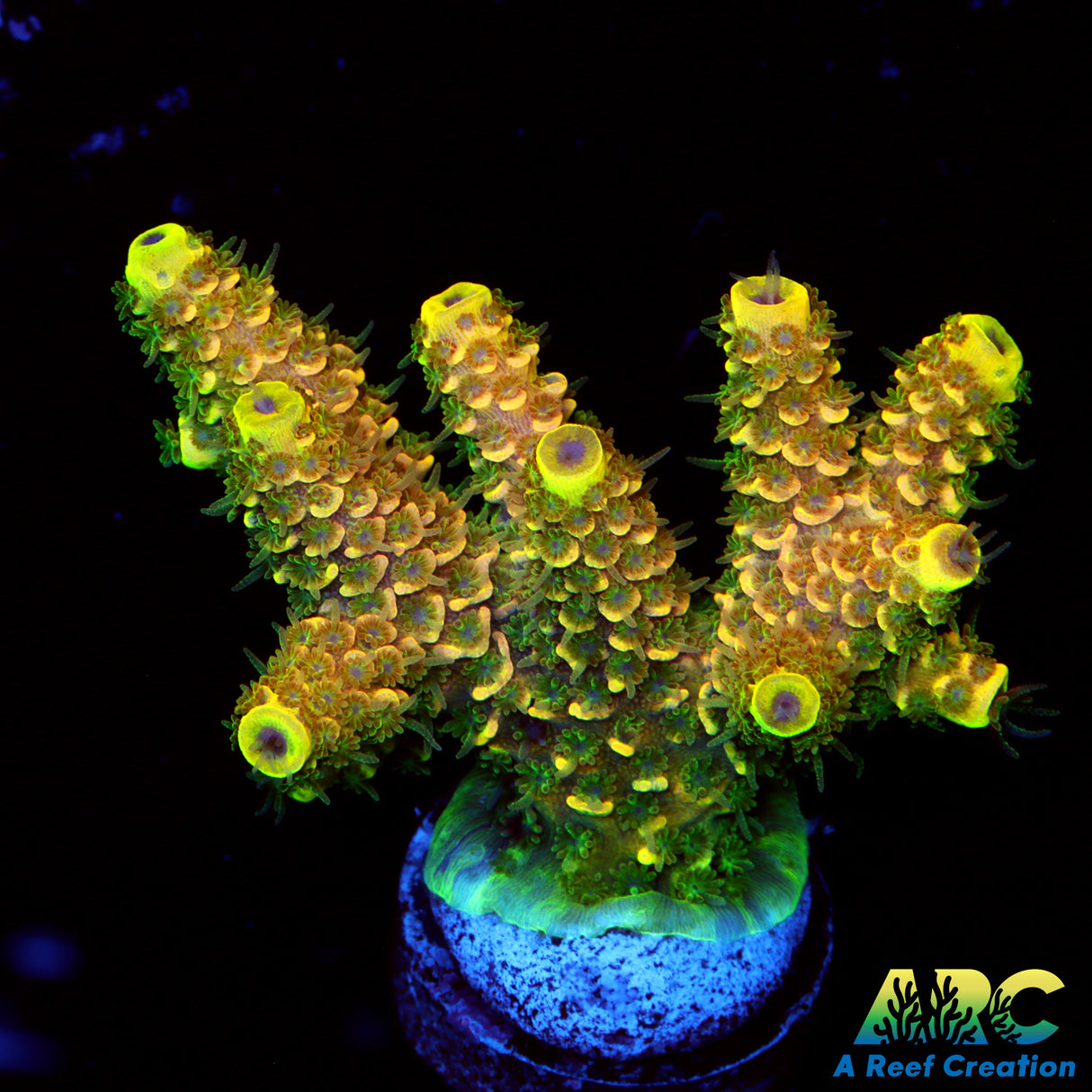 RRC Rainbow Splice