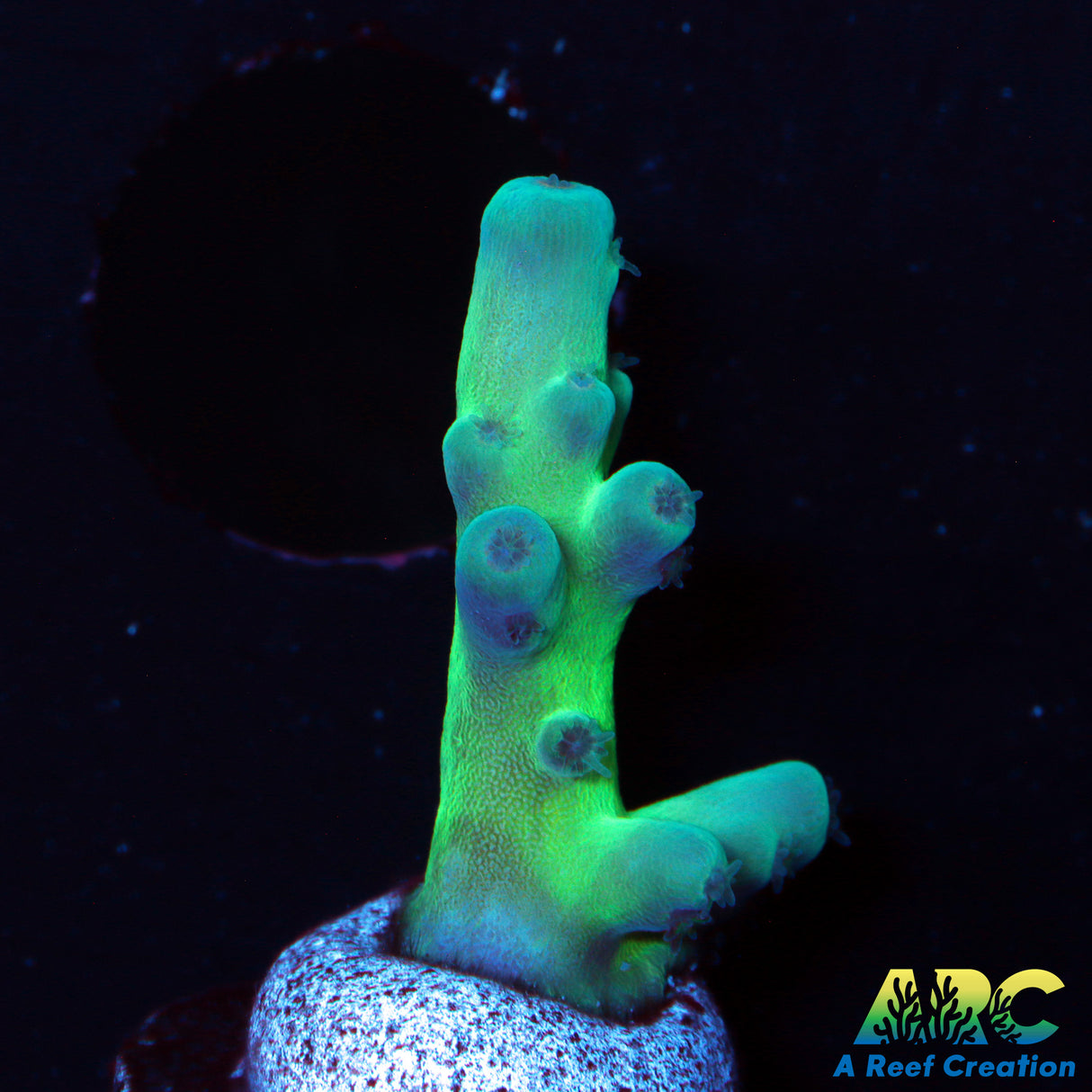 ReefGen Blueberry Fantasy