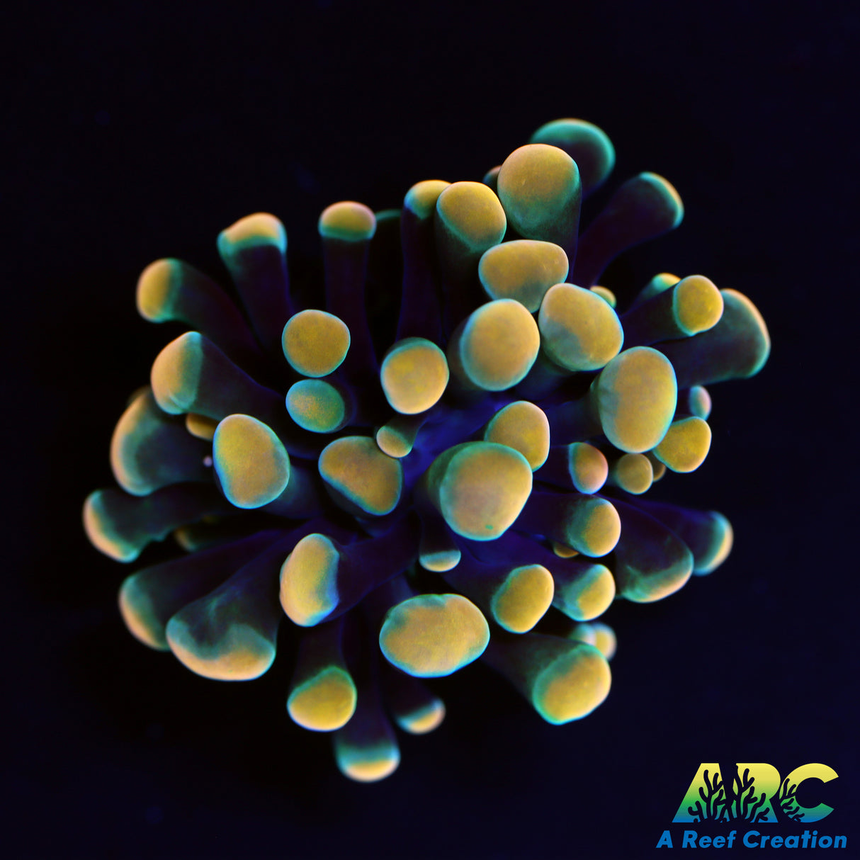 ARC Green Gold Hybrid Hammer