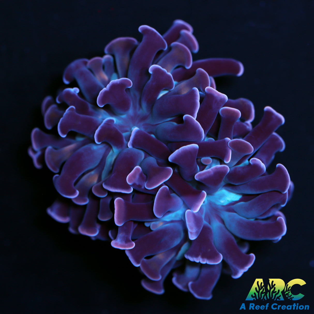 ARC Purple Hammer