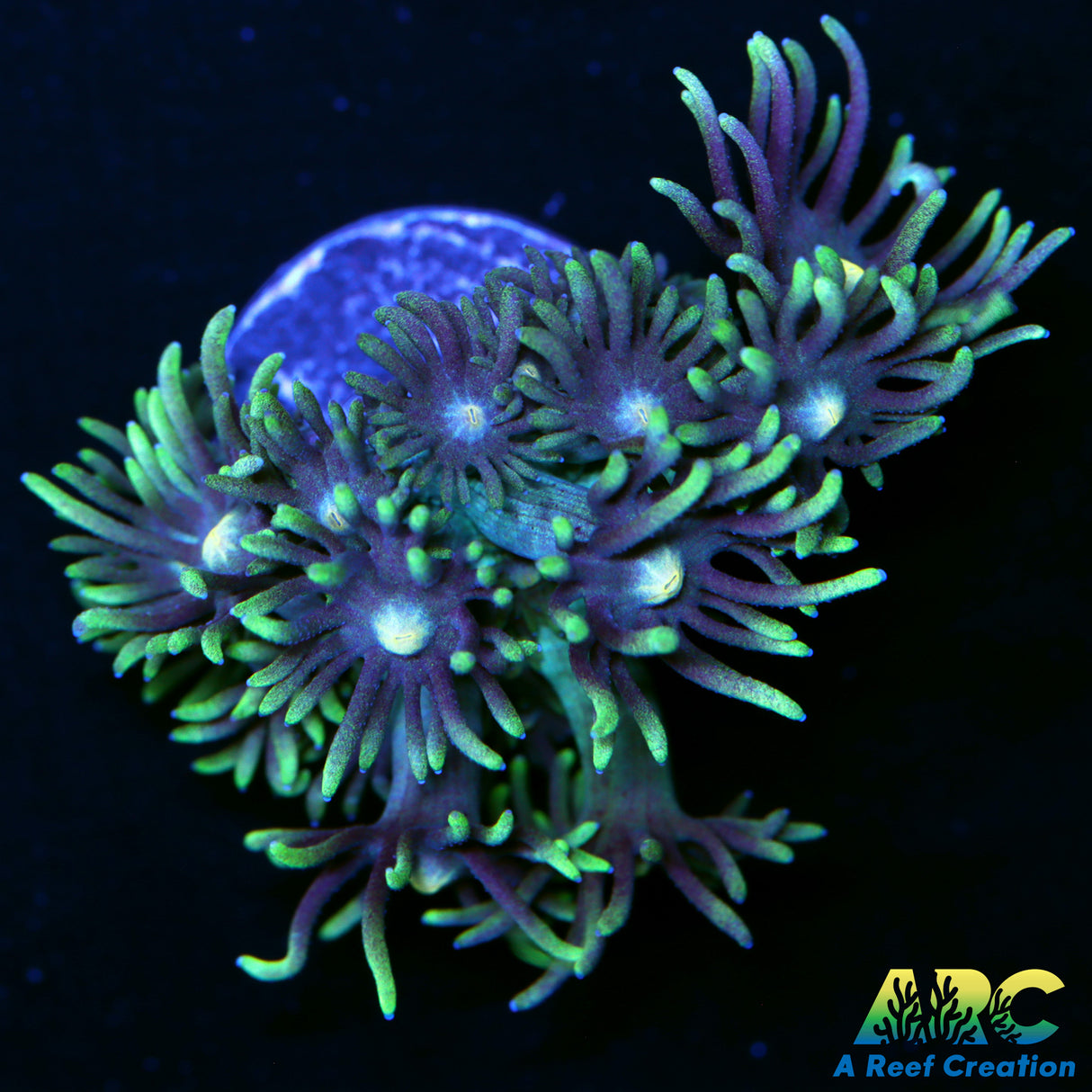 ARC Dirty Bubble Goni