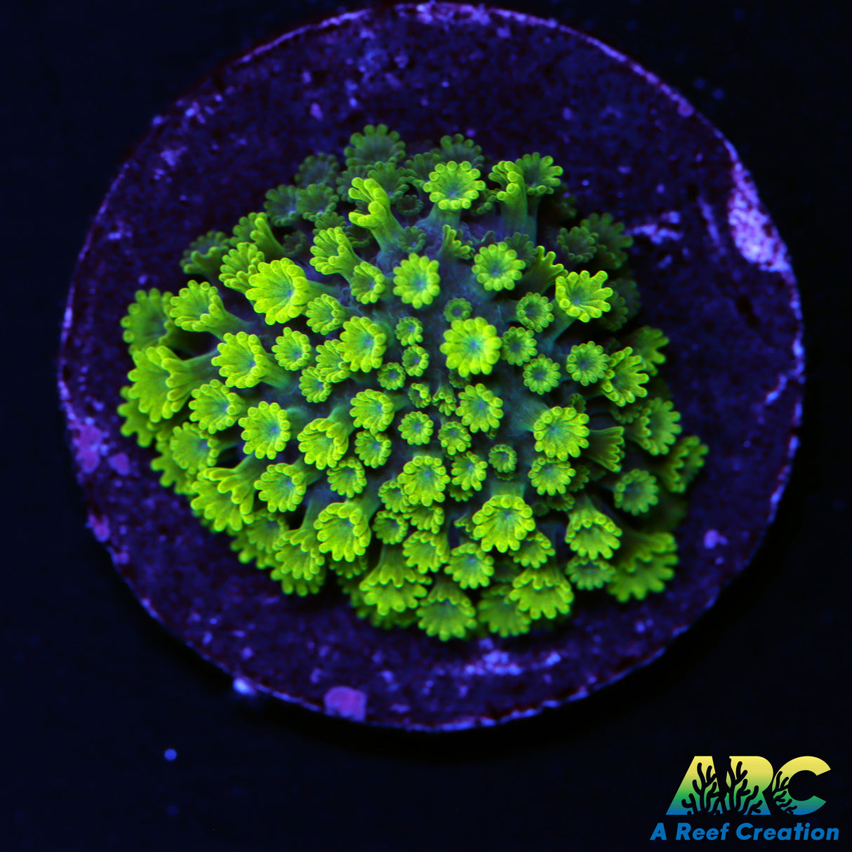 Green Micro Goni