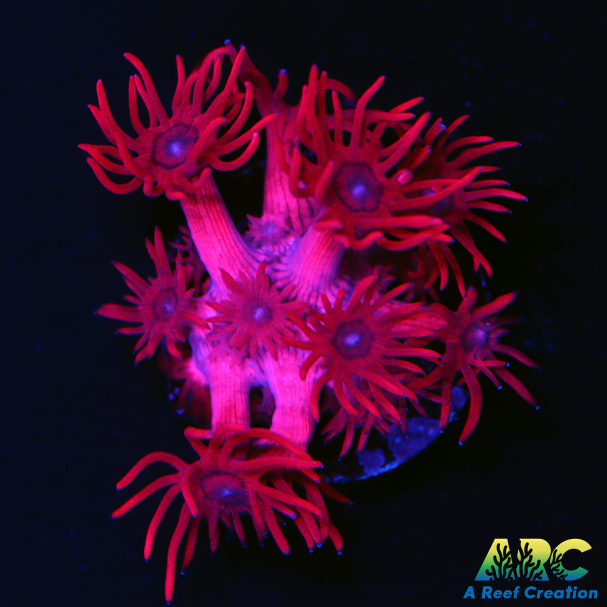 ARC Really Red Goni