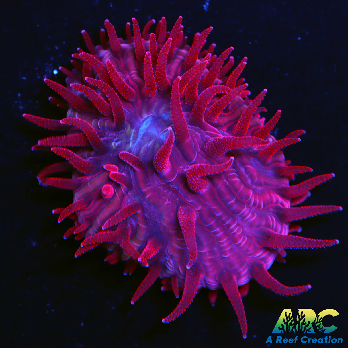 ARC Red Hydra Plate Coral