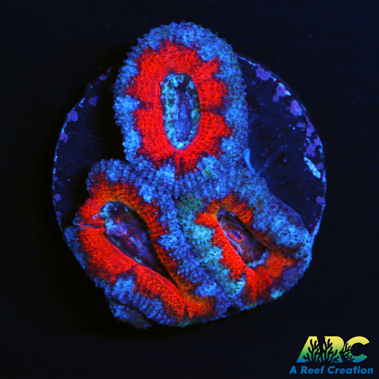 Red and Blue Acan