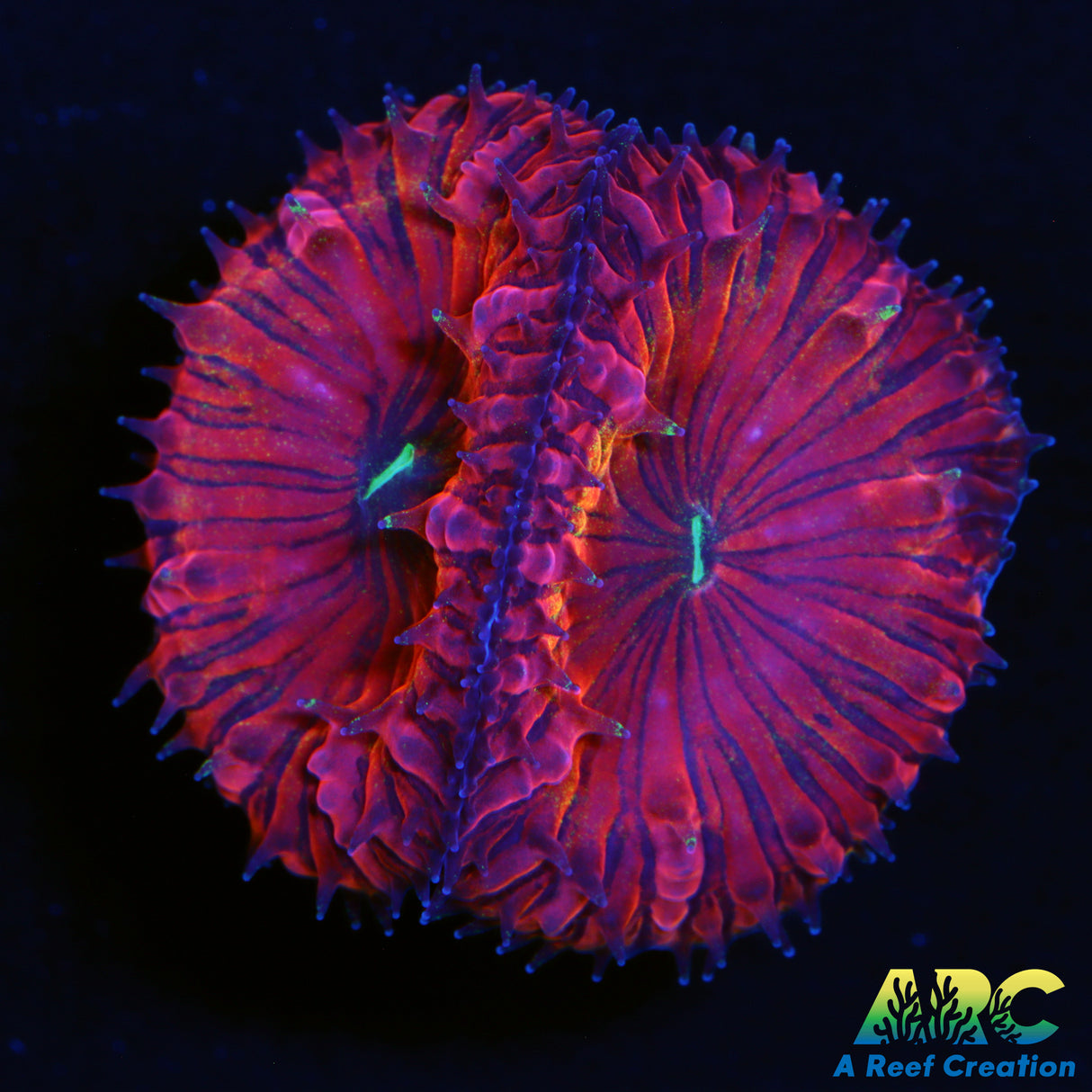 ARC Psychedelic Blasto