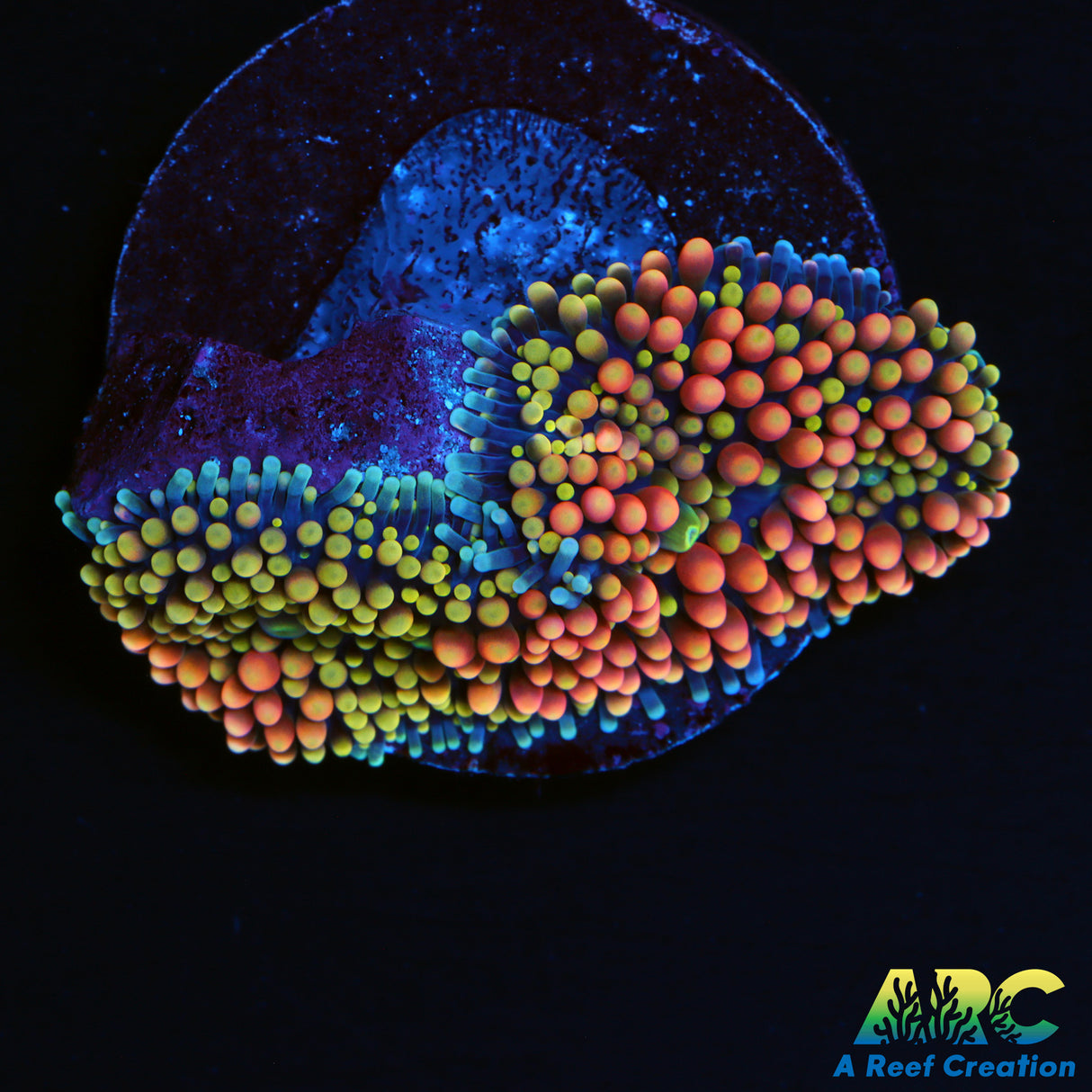 Rainbow Ricordea