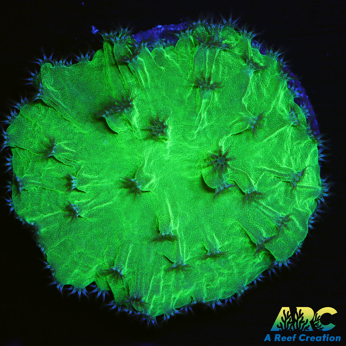 Neon Cabbage Coral