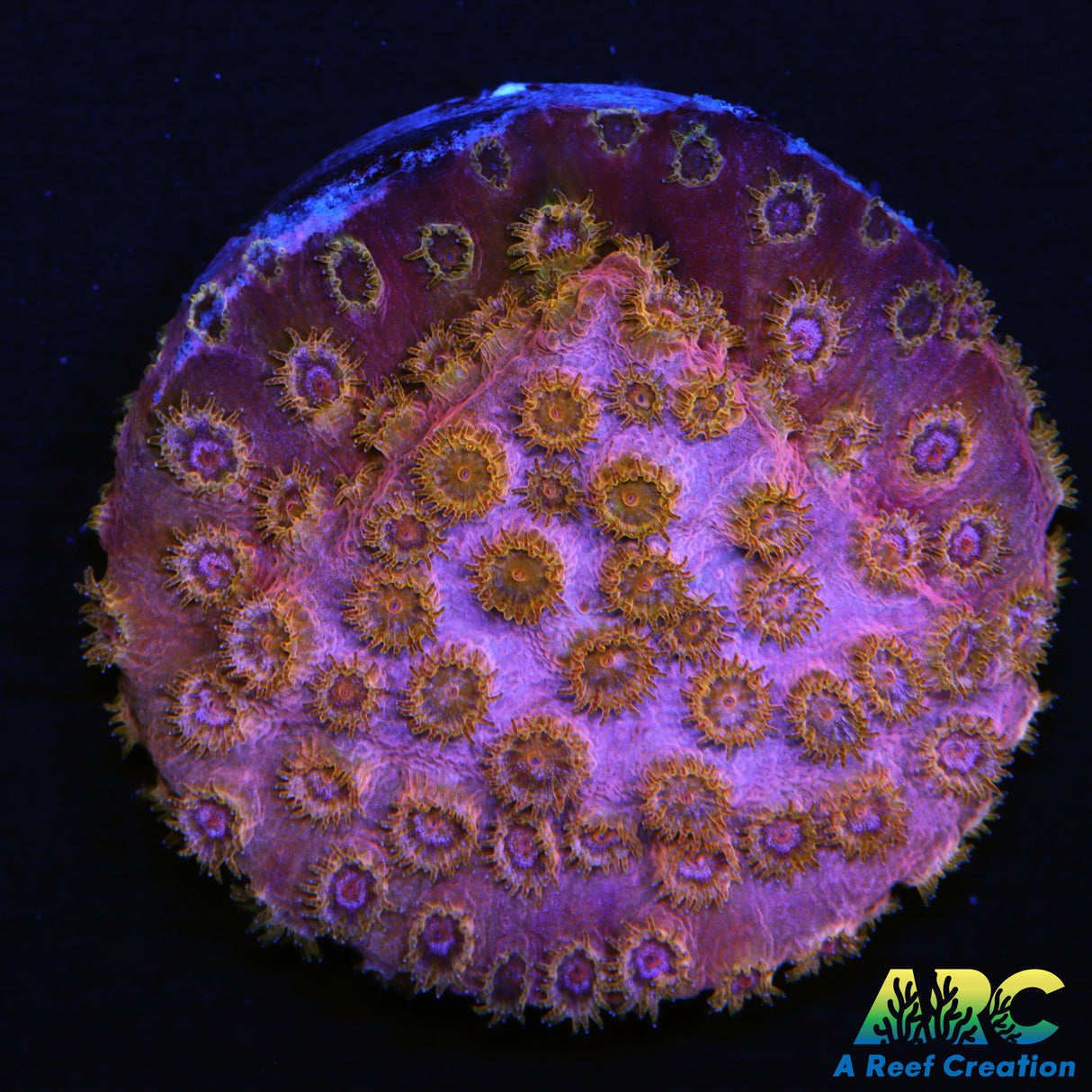 Copper Cyphastrea