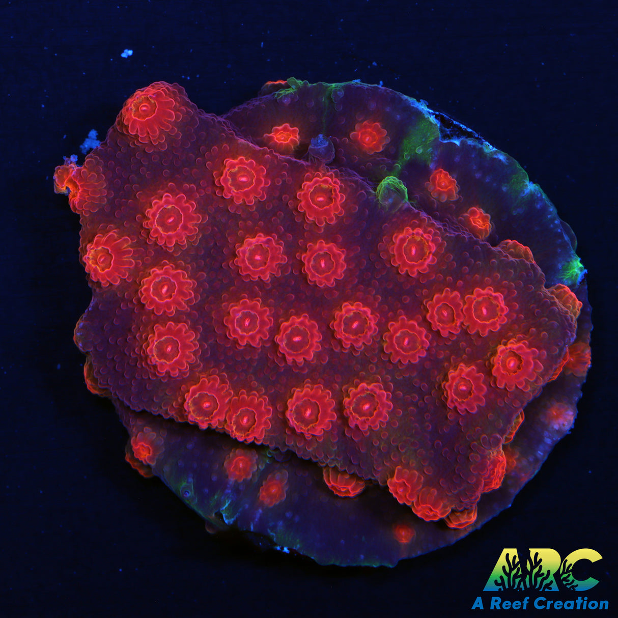 Cherry Red Cyphastrea