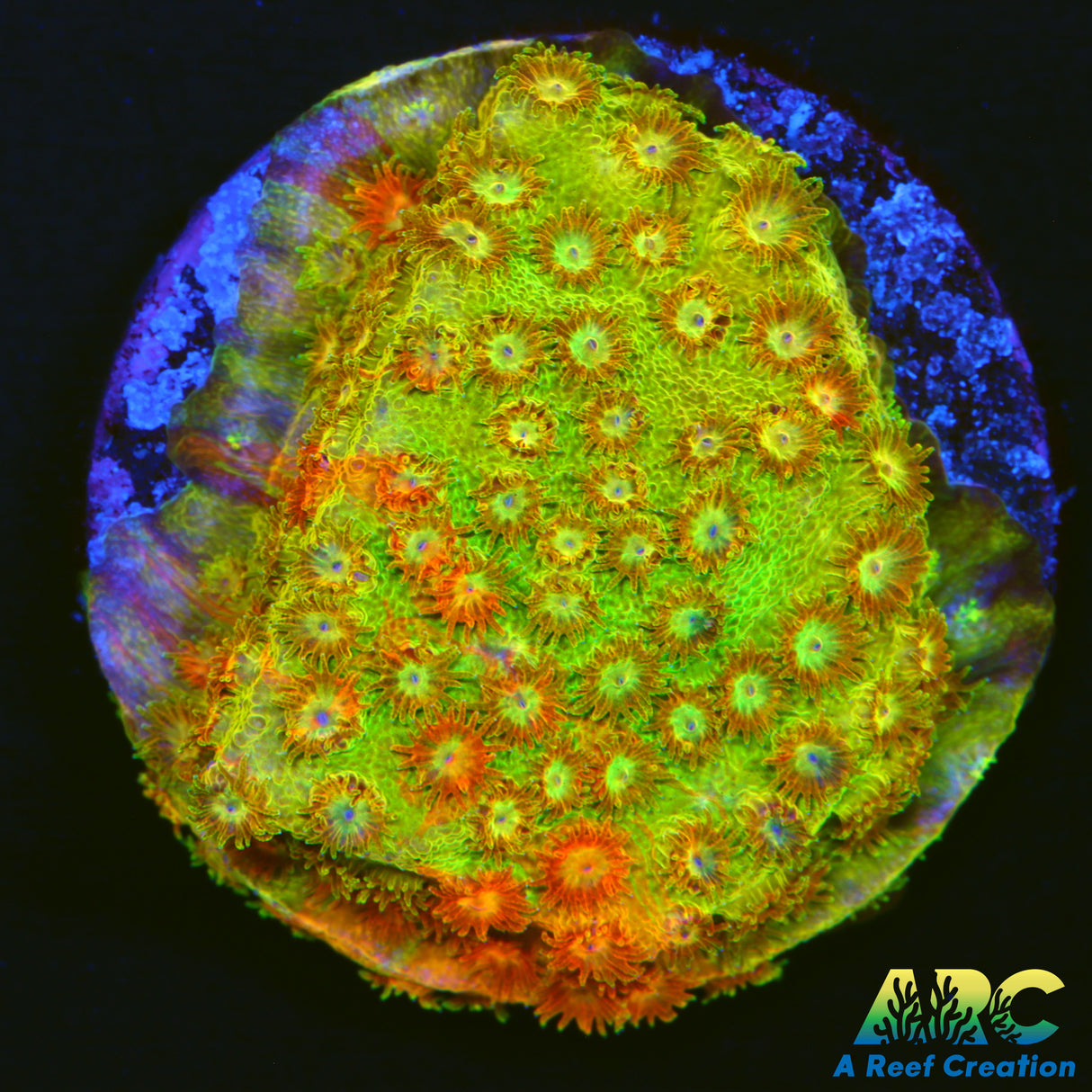 Circuit Breaker Cyphastrea