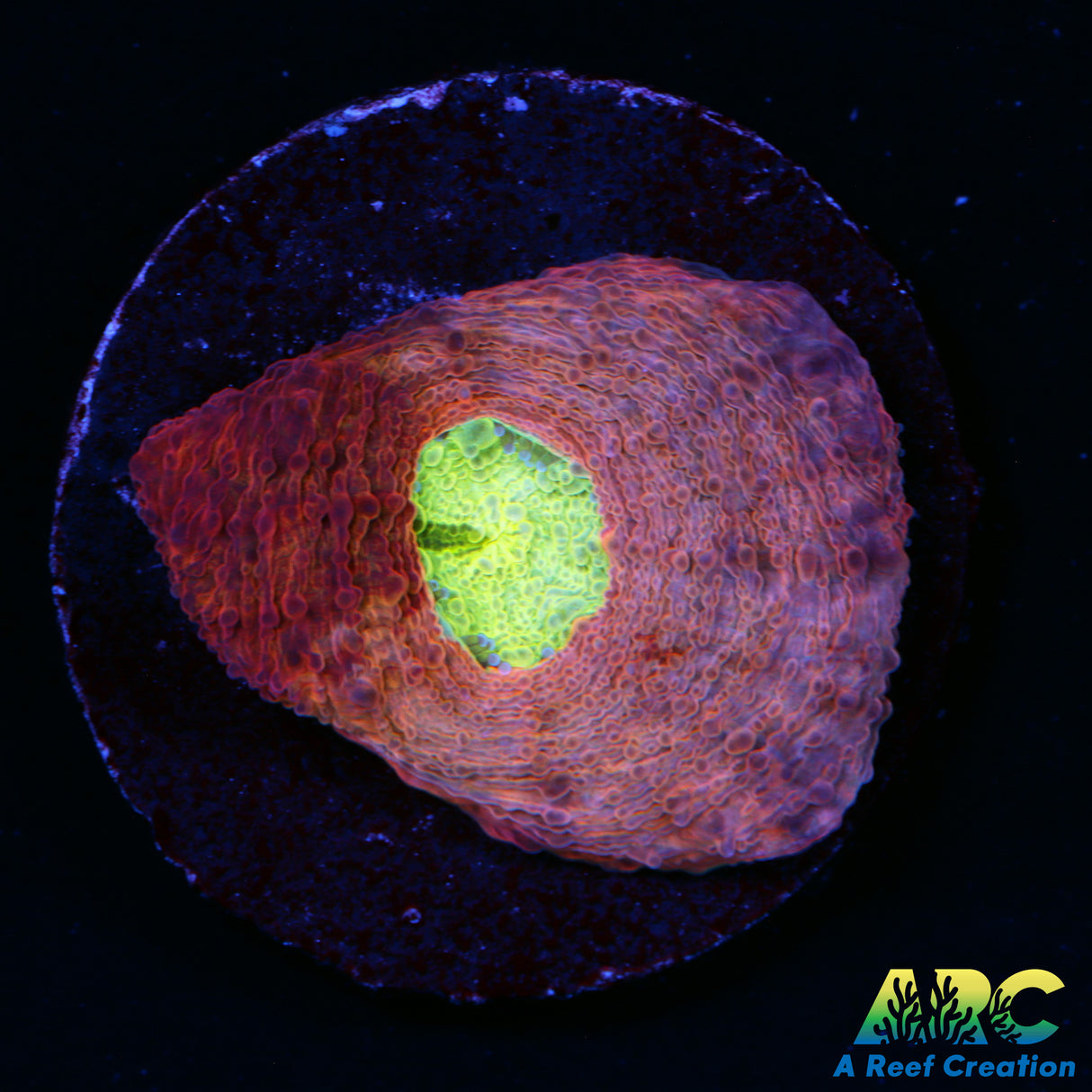 ARC Paint Splater Acan Echinata
